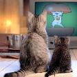 時をかける猫